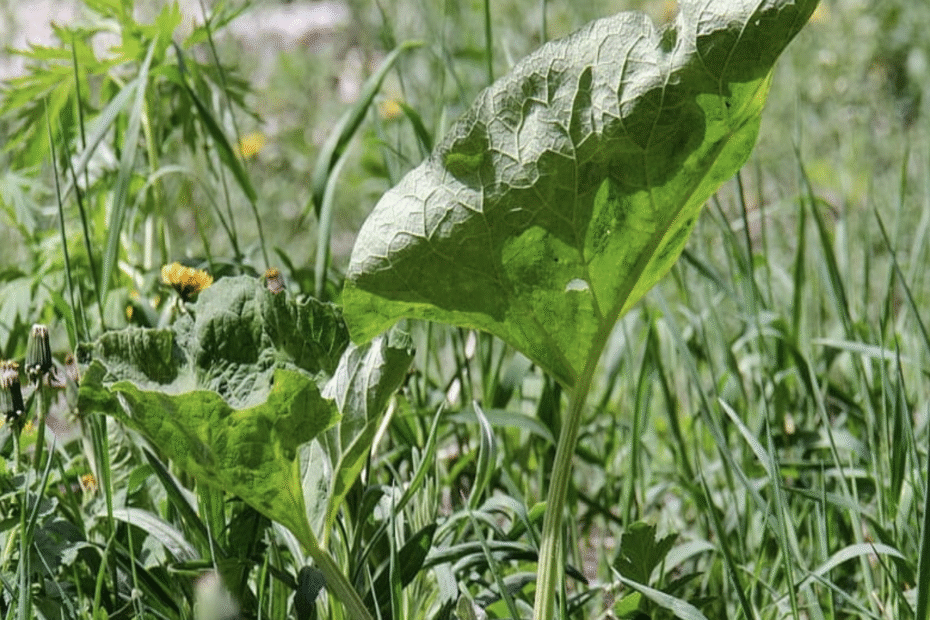 A single weed growing in a family garden, symbolizing negative coping tools that can be healed by nourishing the roots.