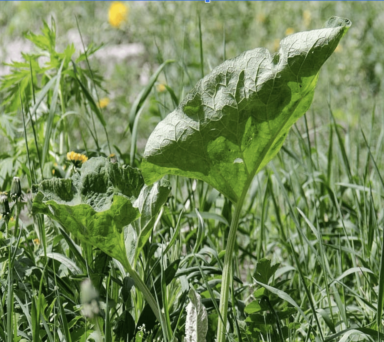 A single weed growing in a family garden, symbolizing negative coping tools that can be healed by nourishing the roots.